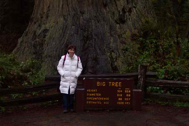 bigtree.jpg