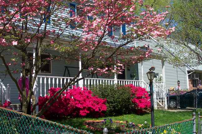 home_flowers.jpg