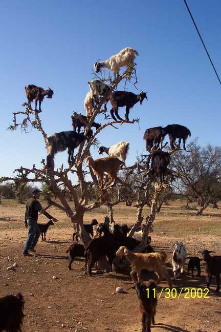resizeofgoats.jpg
